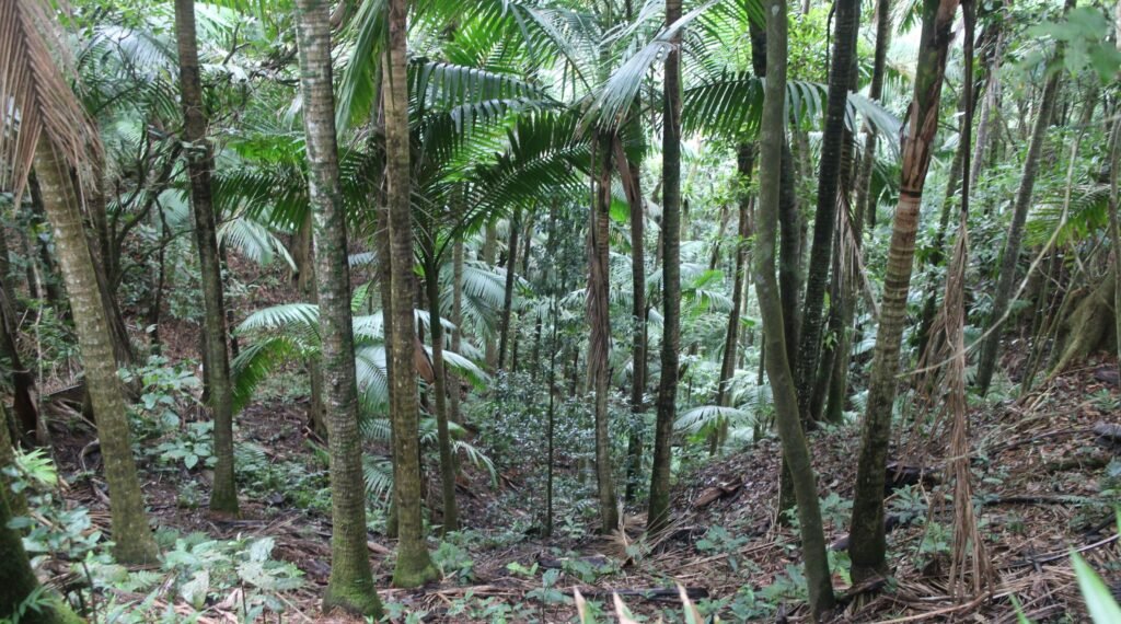Sierra de la Guardarraya, en Patillas