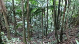 Sierra de la Guardarraya, en Patillas