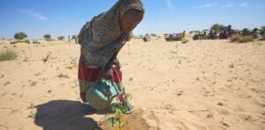 PNUD//Jean Damascene Hakuzimana Una niña riega semillas en Merea, en el lago Chad, actividad que se ha convertido en su quehacer cotidiano.