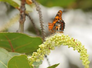 Mariposa arlequín de Puerto Rico (Atlantea tulita), US Fish and Wildlife Service.