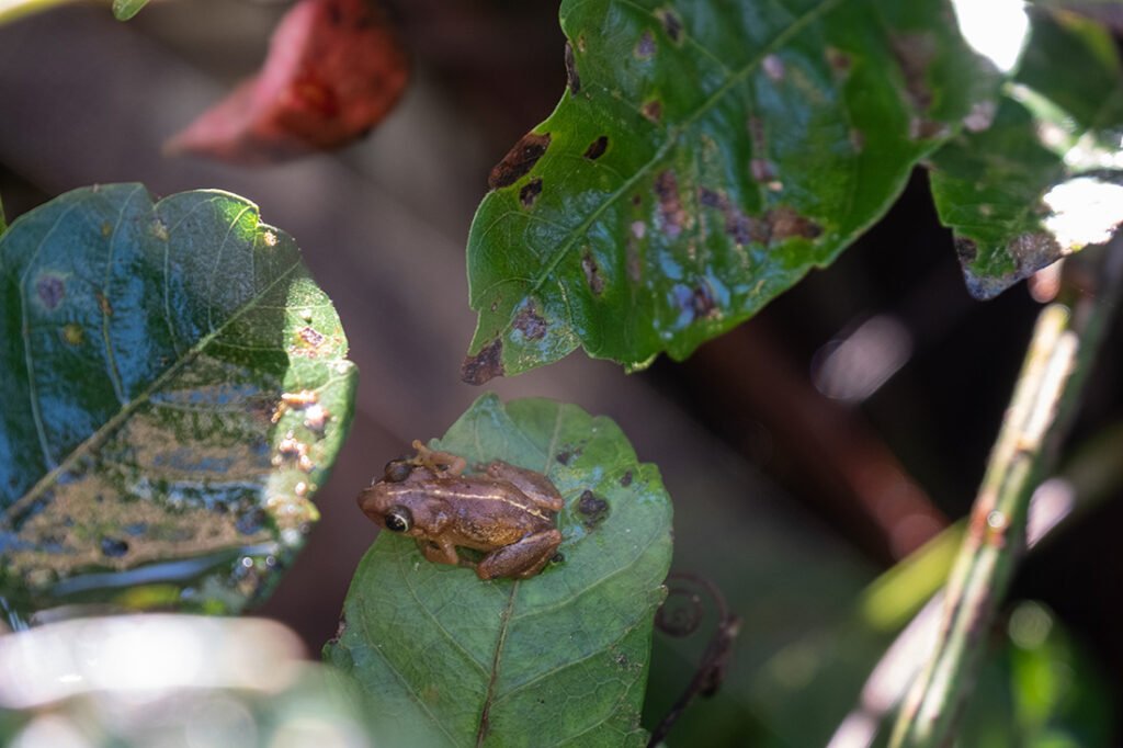 Coqui Llanero, en Arecibo