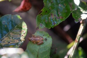Coqui Llanero, en Arecibo