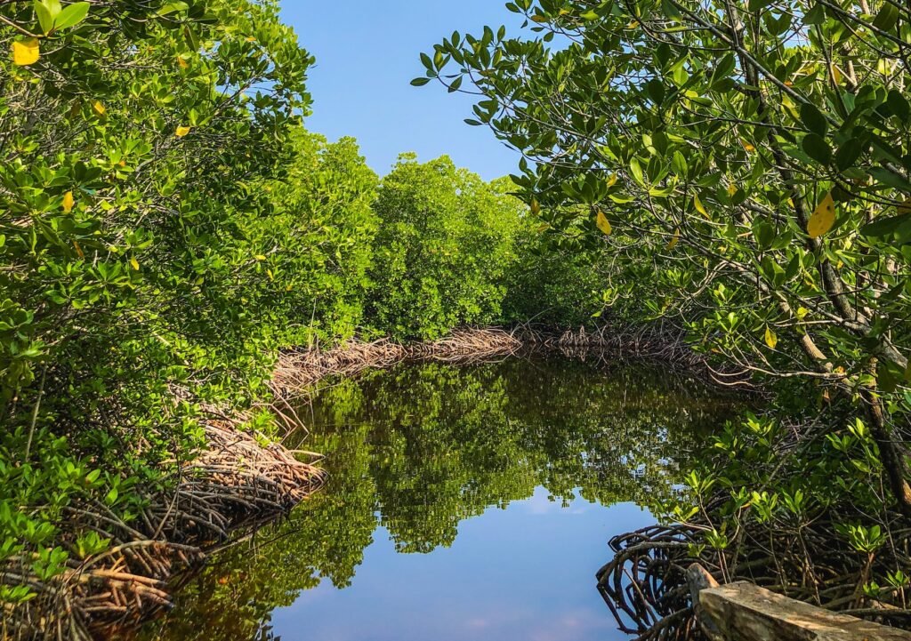 Manglar 2