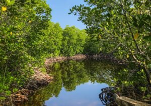 Manglar 2