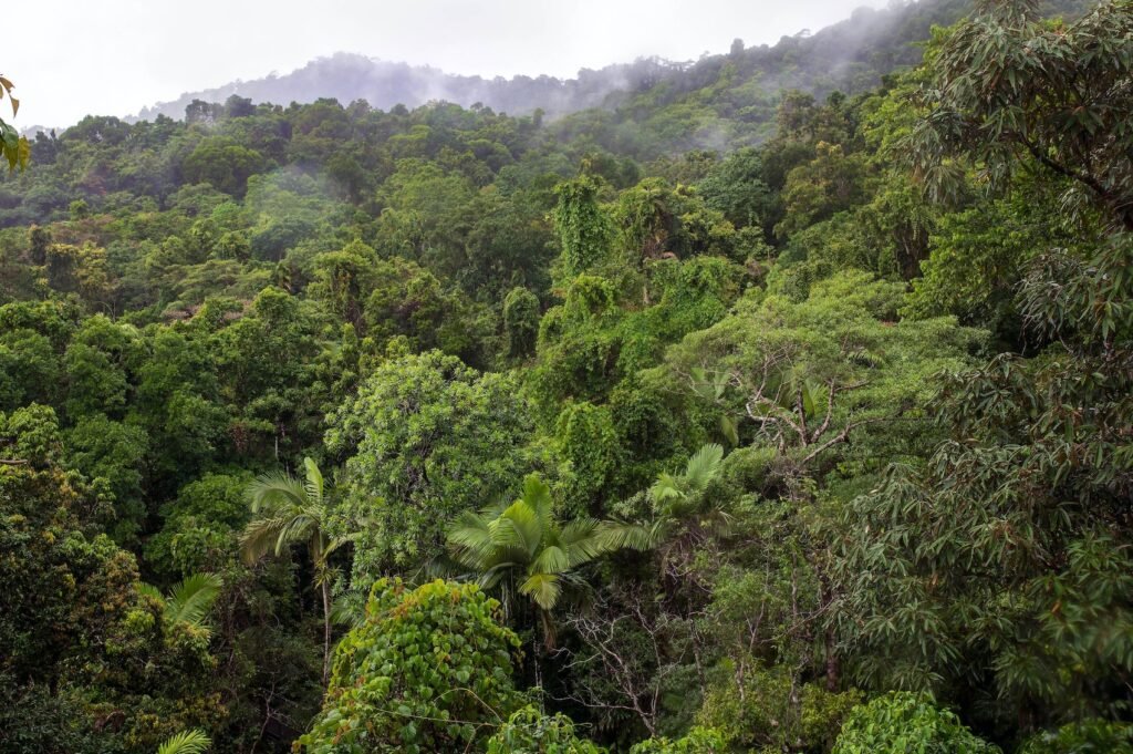 Bosque Tropical, David Clode