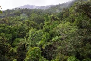 Bosque Tropical, David Clode