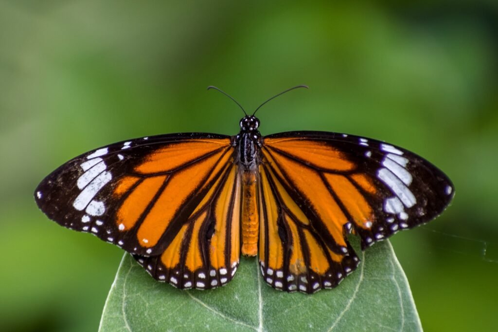 Mariposa