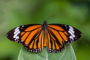 Mariposa
