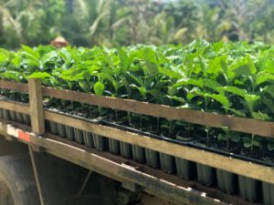 Arbolitos de café