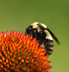 Bombus, Pollinator/gallery/identified