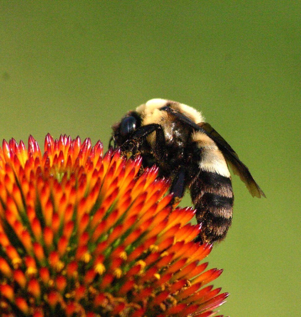 Bombus, Pollinator/gallery/identified