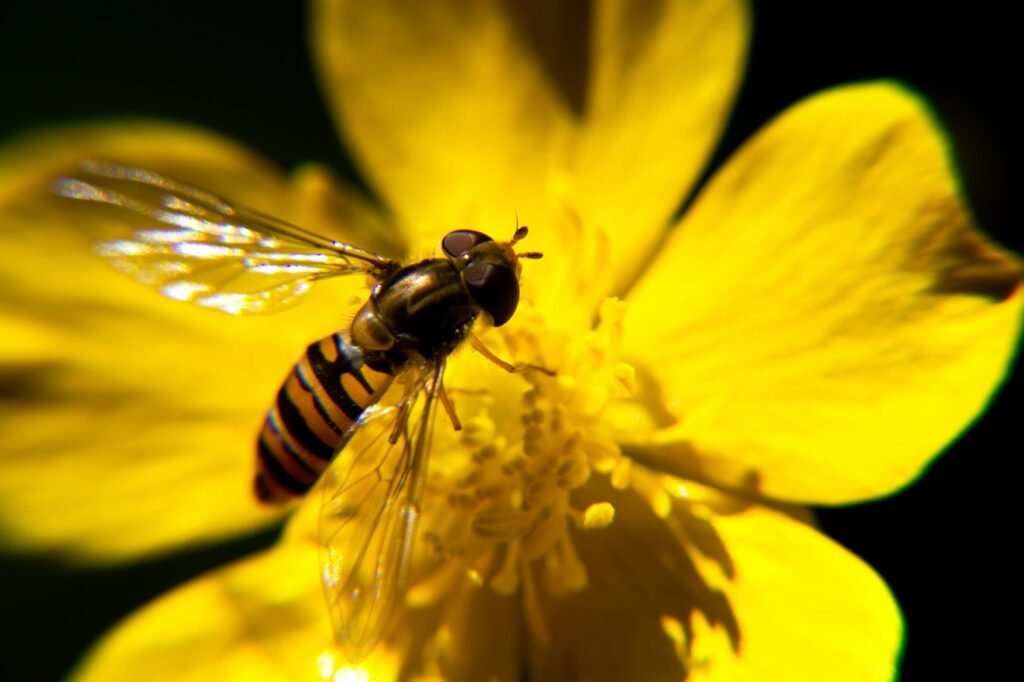 Abeja, Juanma Clamente Alloza