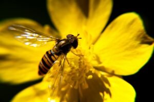 Abeja, Juanma Clamente Alloza