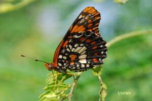 Atlantea_tulita, http://www.fws.gov/caribbean/images/harlequin.jpg