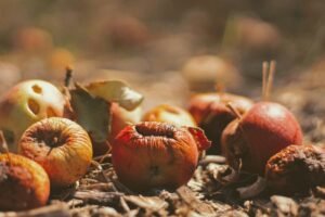 Frutas en descomposición, Joshua Hoehne, Unsplash