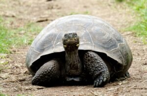 Tortuga terrestre, Cedric Fox, Unsplash