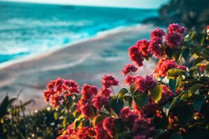 Trinitarias y playa, Raimond Klavins, Unsplash