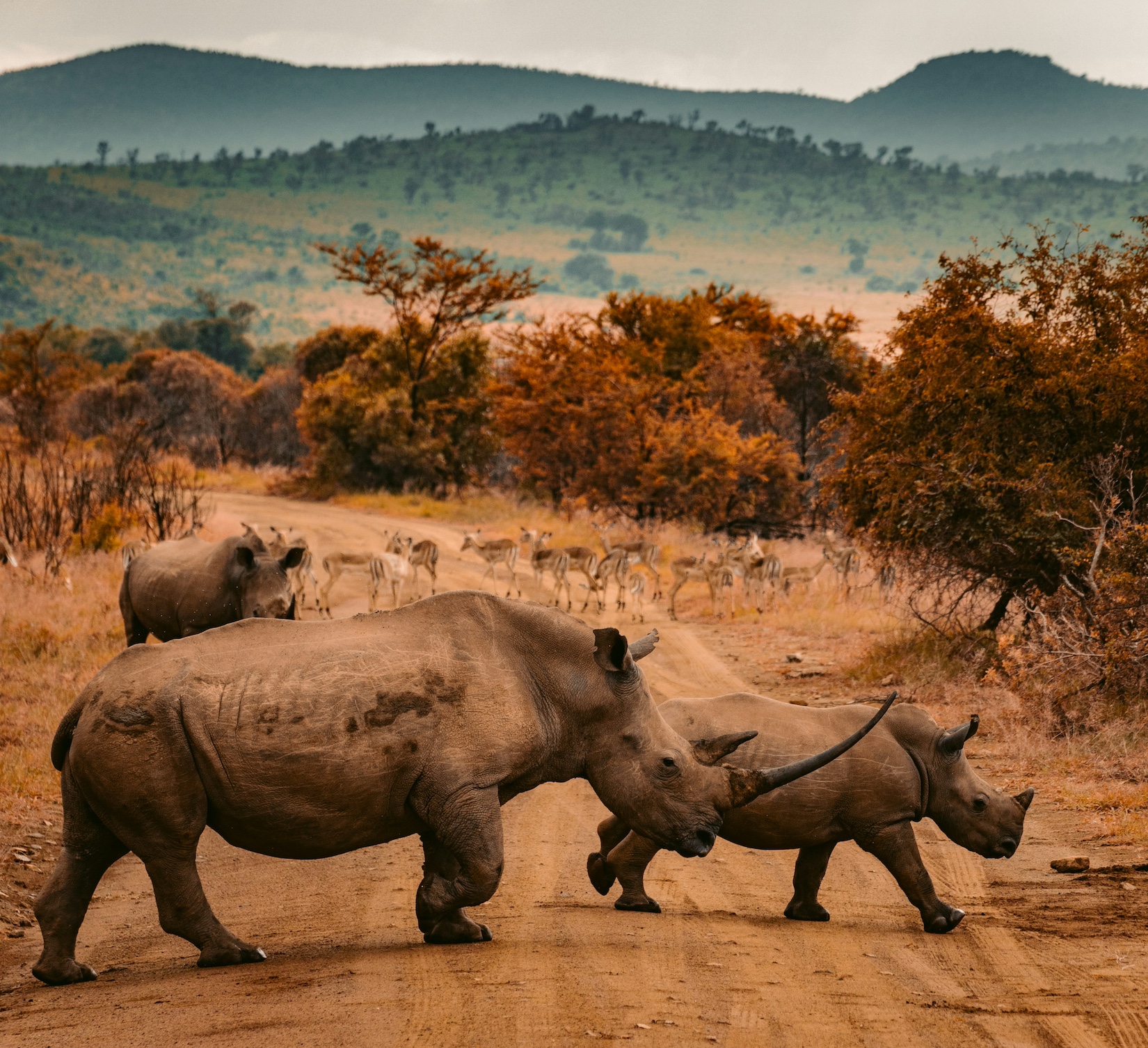Rinocerontes, Red Charlie, Unsplash