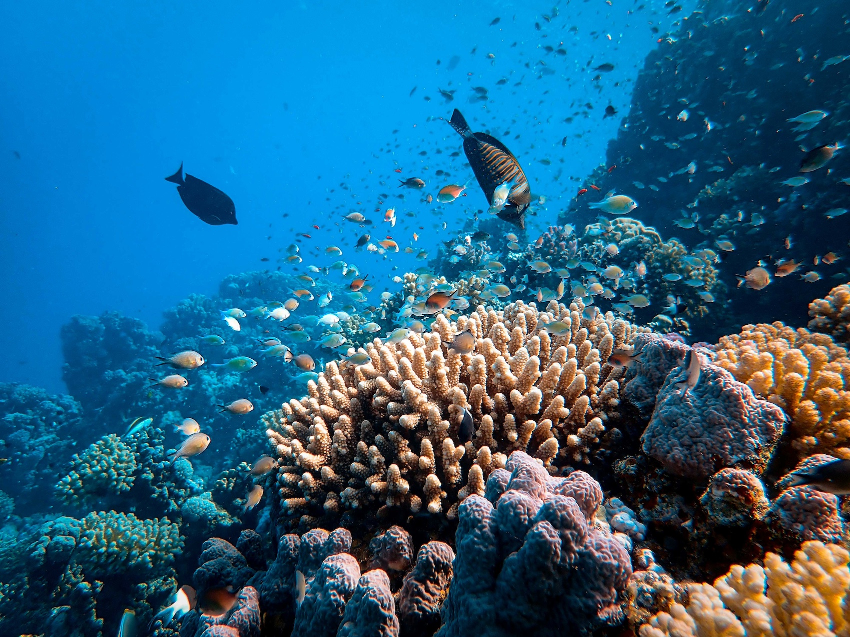 Arrecife de coral, Francesco Ungaro, Unsplash