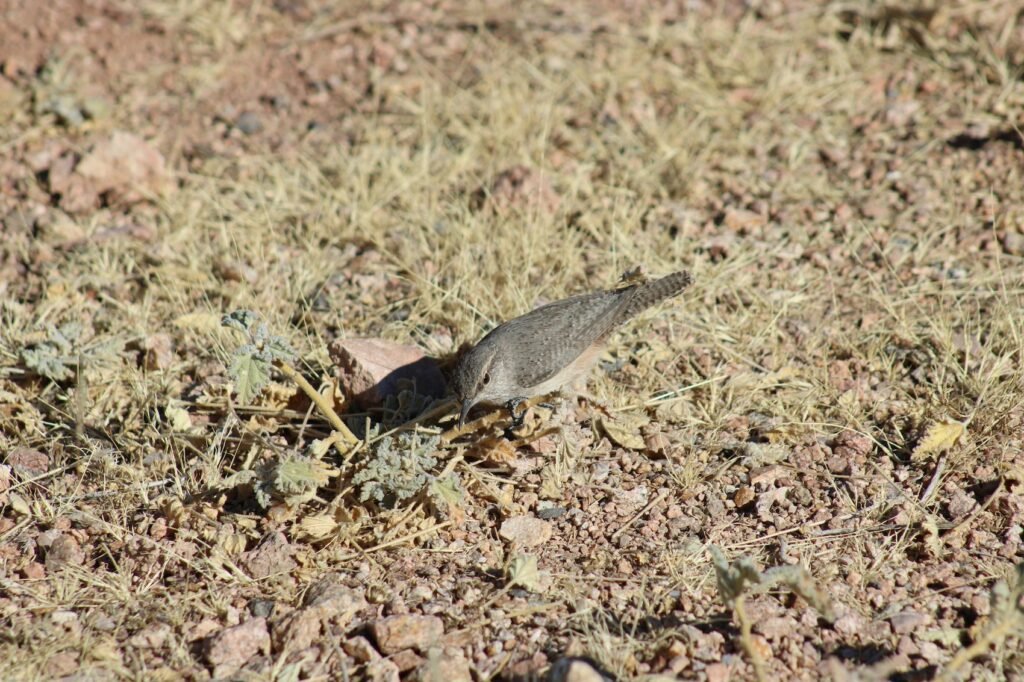 Pajarito en terreno seco, Loaiza Pérez Heredia, Unsplash,