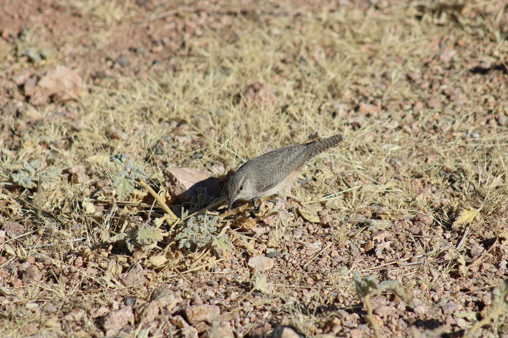 Pajarito en terreno seco, Loaiza Pérez Heredia, Unsplash,