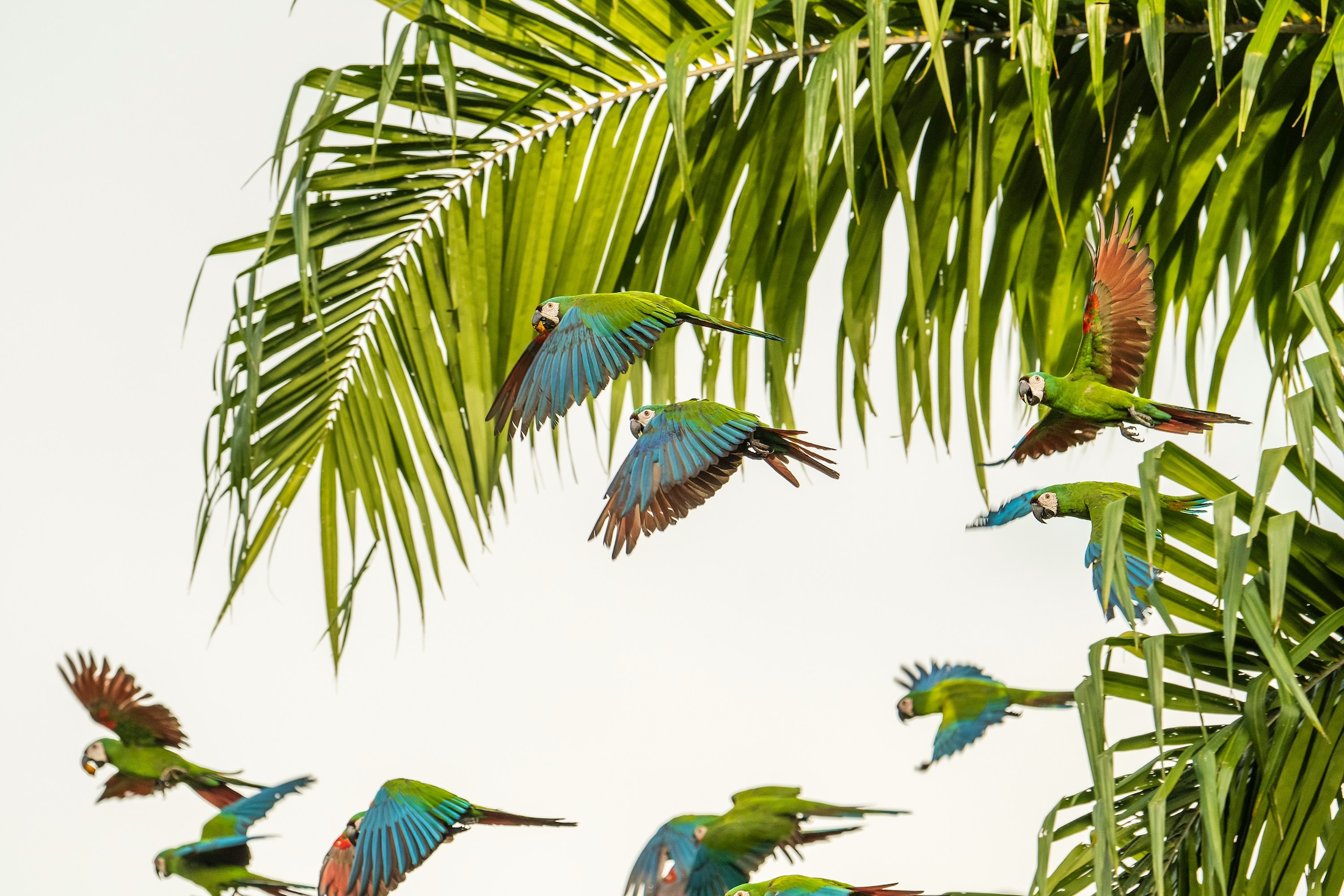 Guacamayos, Colombia, Ricky Beron, Unsplash