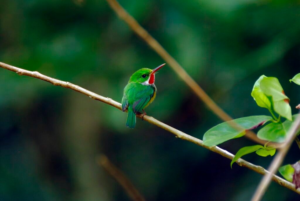 San Pedrito en Censo de aves migratorias del Carso Norteño, Para la Naturaleza