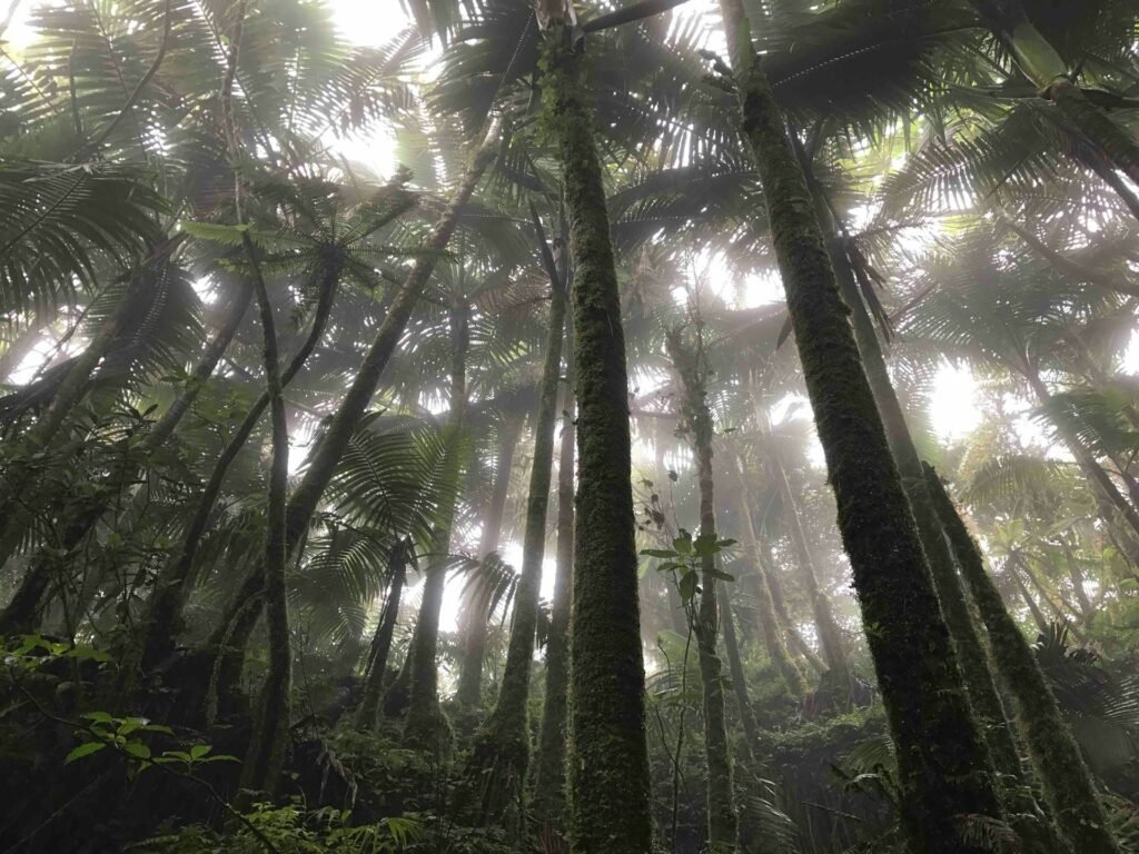 El Yunque, Anahí Martínez, Unsplash