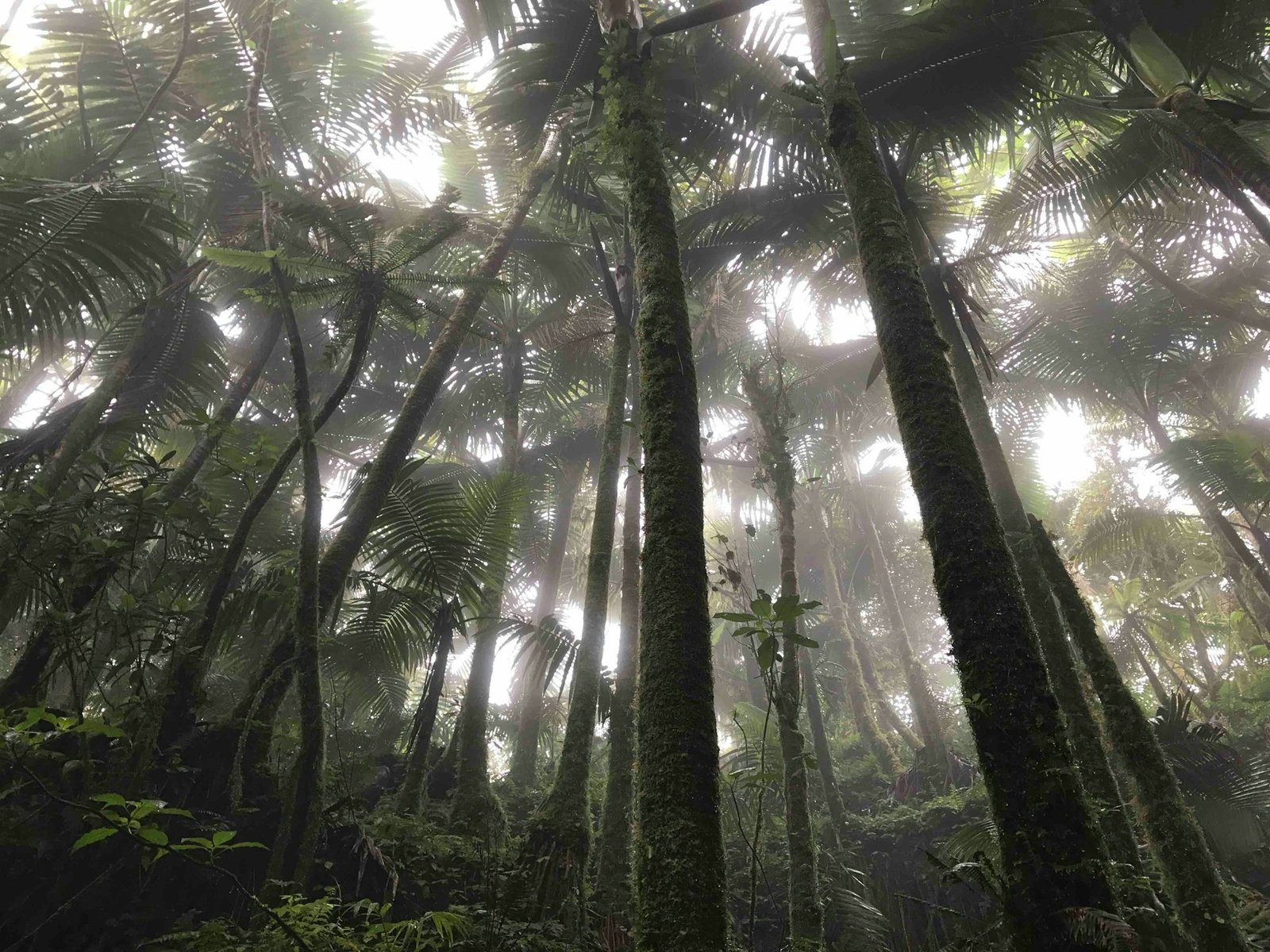 El Yunque, Anahí Martínez, Unsplash