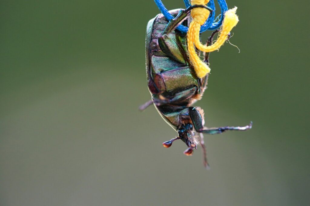 Insecto, Igii, Unsplash