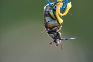 Insecto, Igii, Unsplash