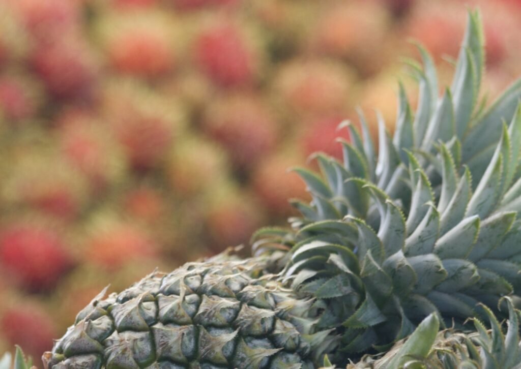 Frutas tropicales, Nina Grafova, Unsplash