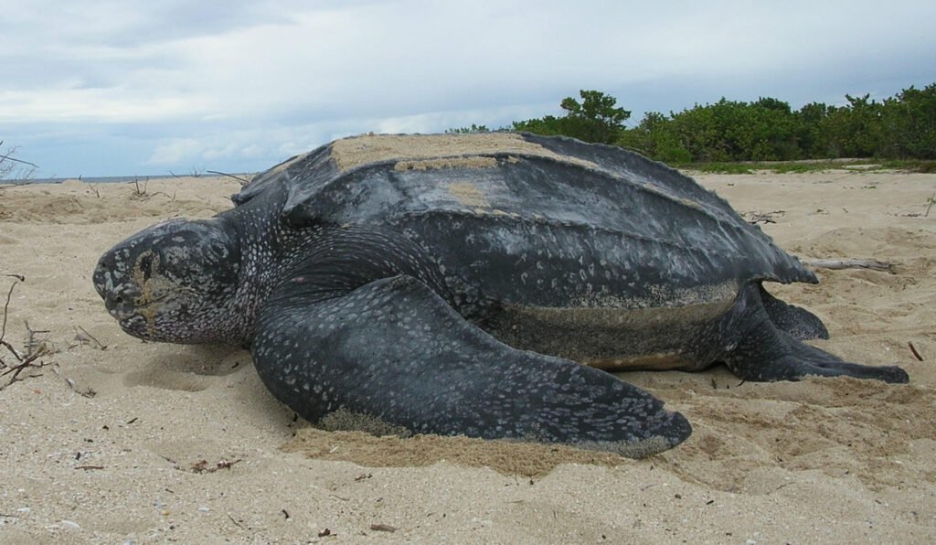 Leatherback sea turtle photo by Claudia Lombard, USFWS.