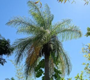 Palma Macauca, Wikipedia