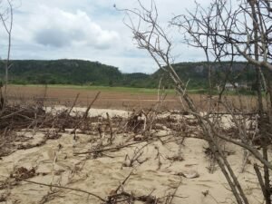 Dunas donde se propone construir Isabela Reefs, Bajuras, Isabela, Puerto Rico, Suministrada por la comunidad.