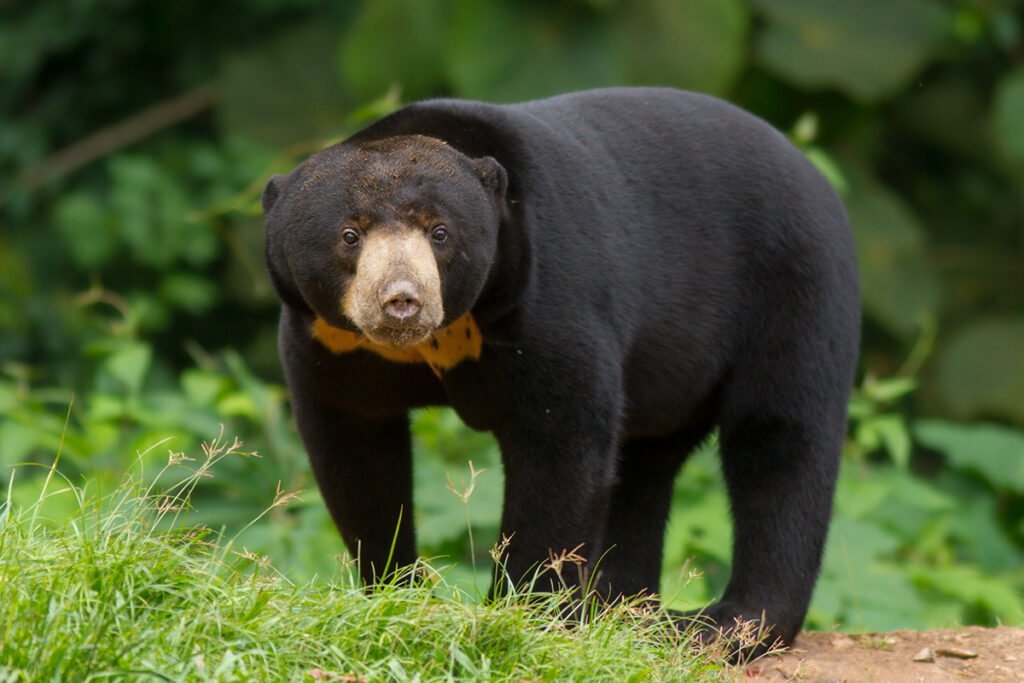 Helarctos_malayanus_malayanus_85921248