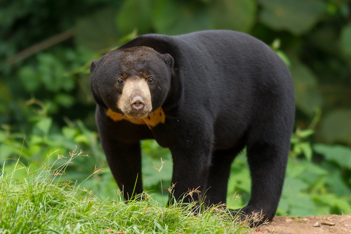 Helarctos_malayanus_malayanus_85921248