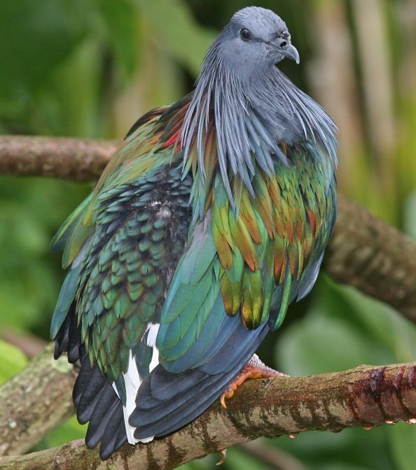 Paloma Nicobar, BirdPhotos, Tomfriedel, CC By3.0