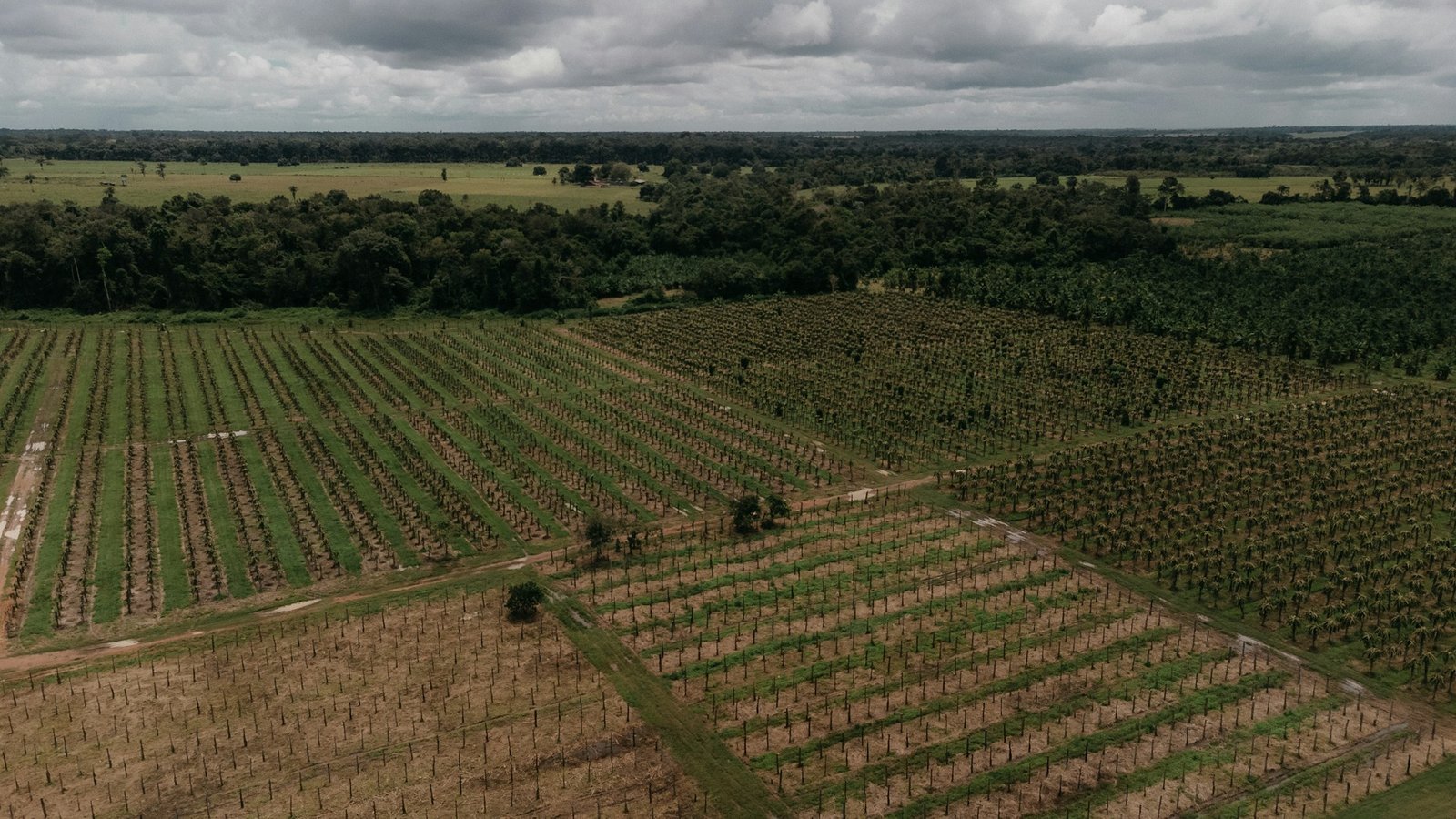Agricultura en Brasil, Kawe Rodrigues, Unsplash