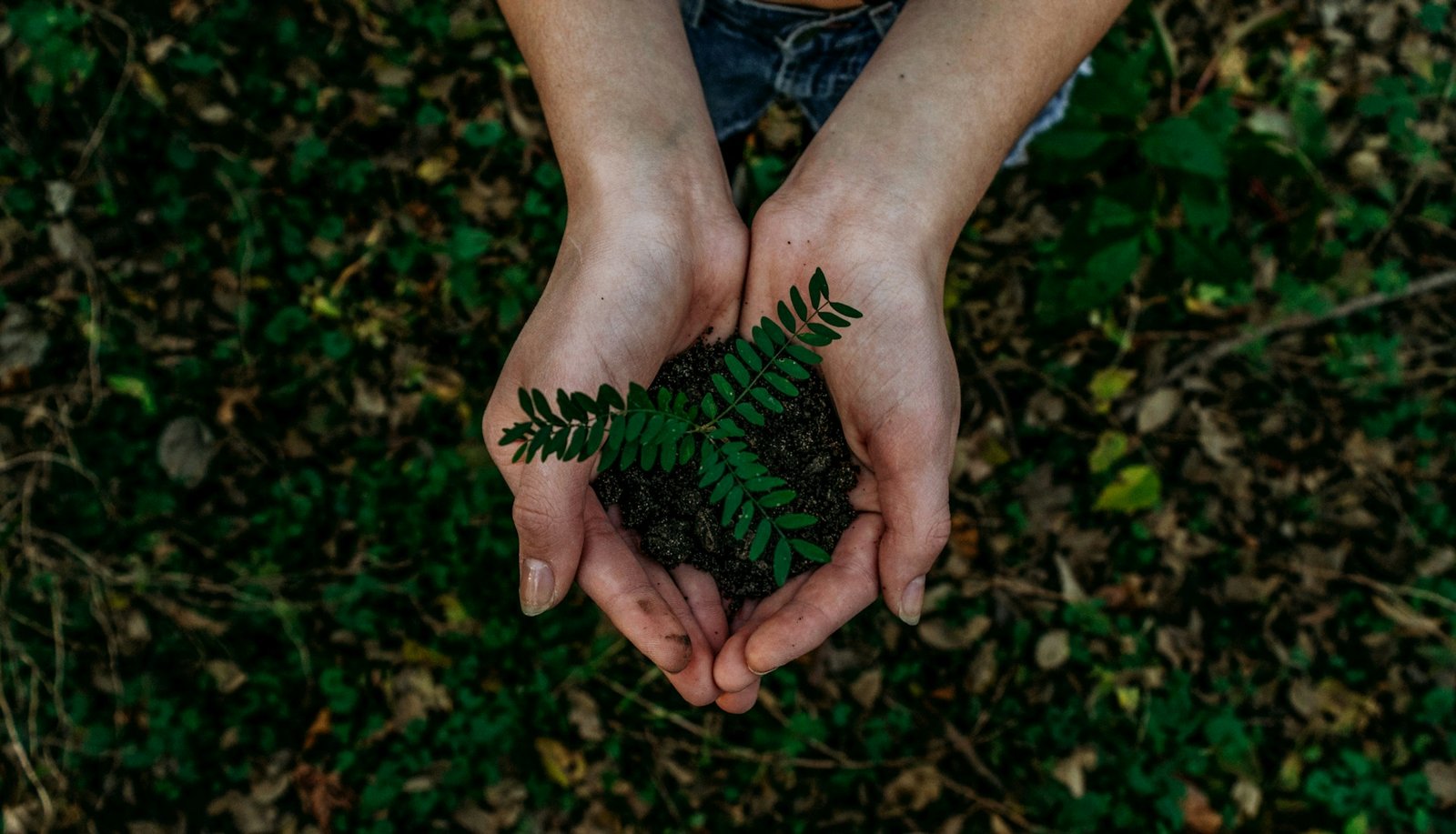 Economía Verde, Noah Buscher, Unsplash