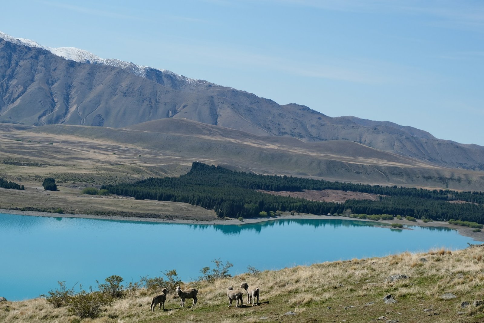 Humedal en Chile, Rebecca Clarke, Unsplash
