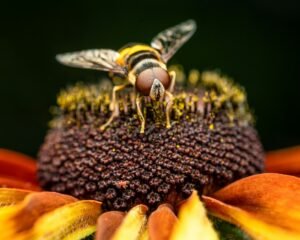 Abeja en una flor, Skyler Ewing, Unsplash