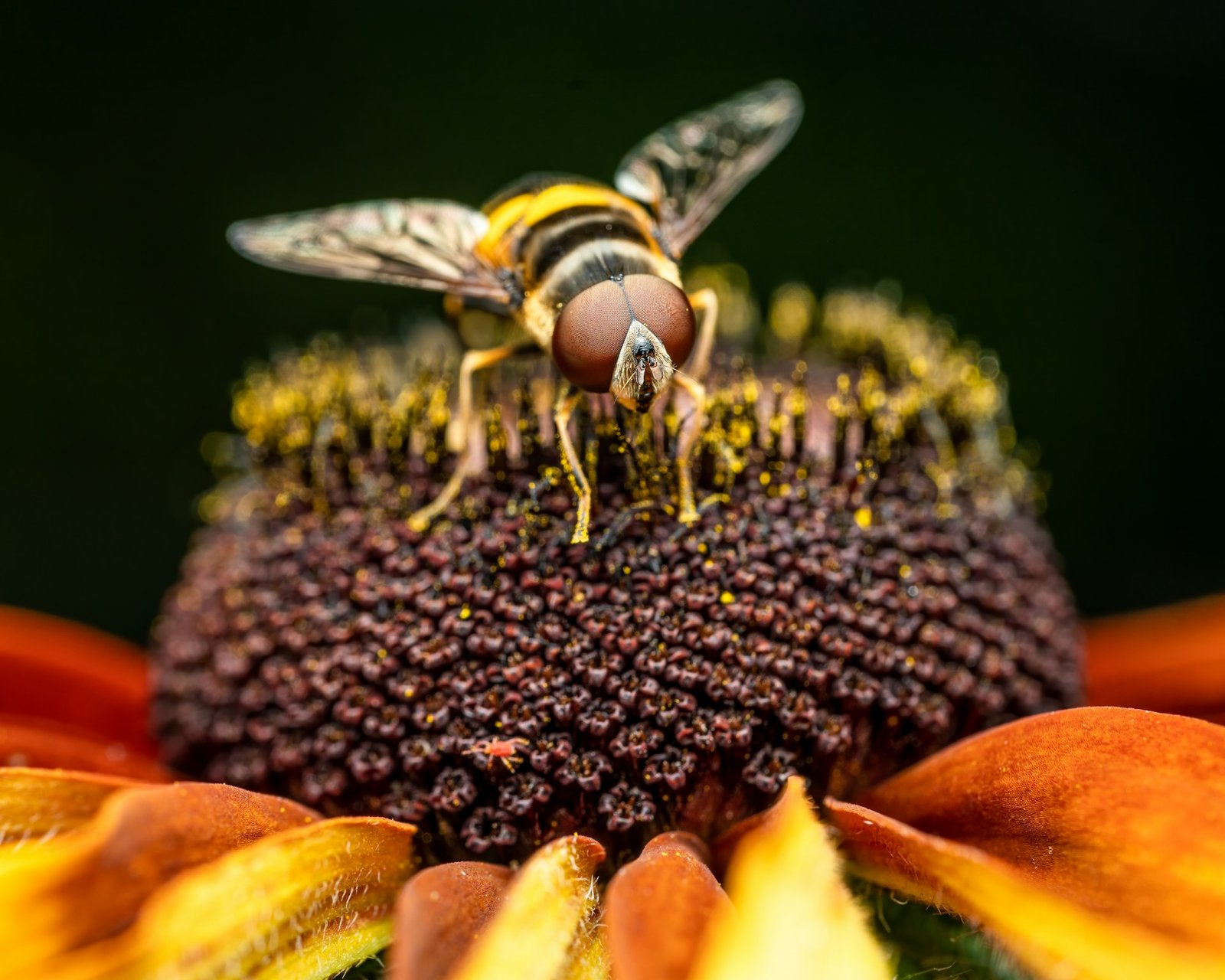 Abeja en una flor, Skyler Ewing, Unsplash