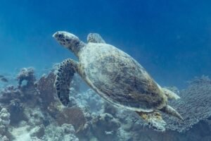 Tortuga Carey, Por Diego Delso, CC BY-SA 4.0, https://commons.wikimedia.org/w/index.php?curid=119009475