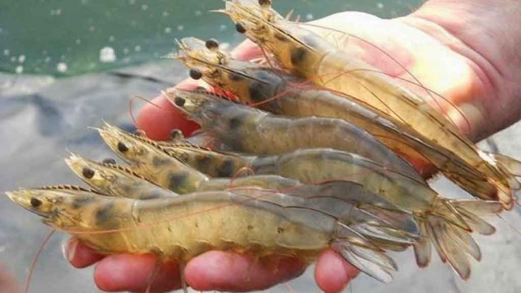 Camarones, Prensa Latina