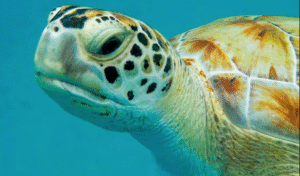 Tortuga Cabezona, Informe UICN 2025