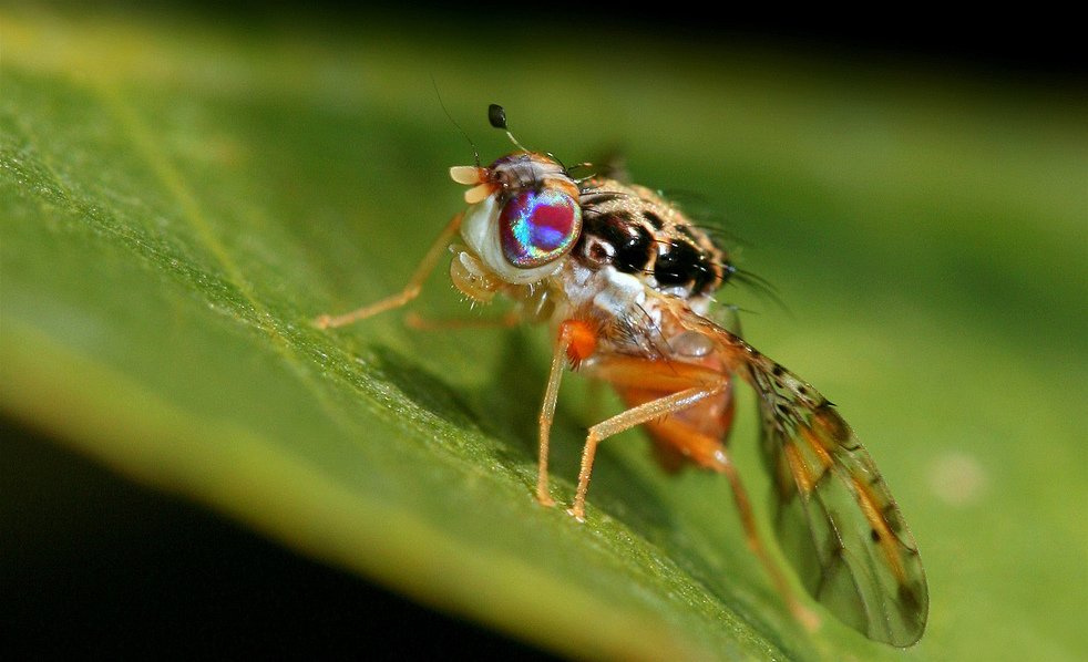 Jari Segreto - originally posted to Flickr as Tephritidae Ceratitis capitata, male, CC BY 2.0, https://commons.wikimedia.org/w/index.php?curid=8143657