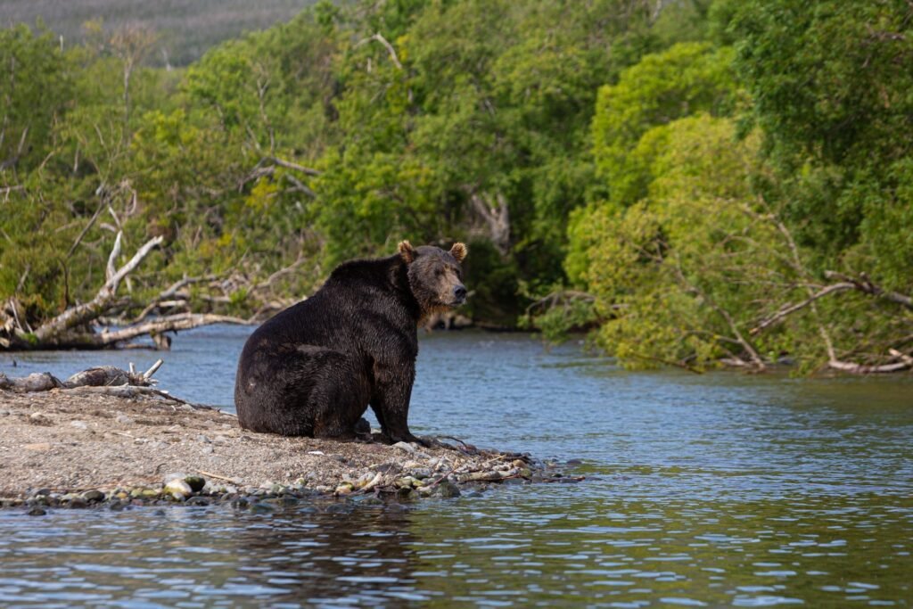 Oso Grizzly cerca de un río, Александр Максин, Pexels. https://www.pexels.com/photo/black-bear-near-body-of-water-7006421/