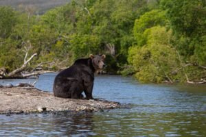 Oso Grizzly cerca de un río, Александр Максин, Pexels. https://www.pexels.com/photo/black-bear-near-body-of-water-7006421/