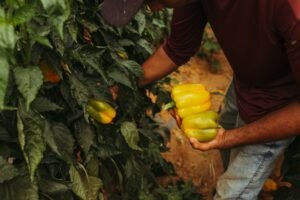 Agricultor cosecha pimientos amarillos. Jonathan Borba, Pexels.